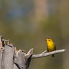 Wilson's Warbler Bracelet