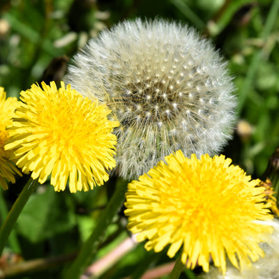 Alaska Dandelion Bracelet