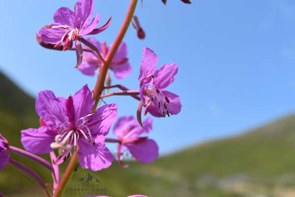 Fireweed Bracelet