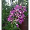 Fireweed Bracelet