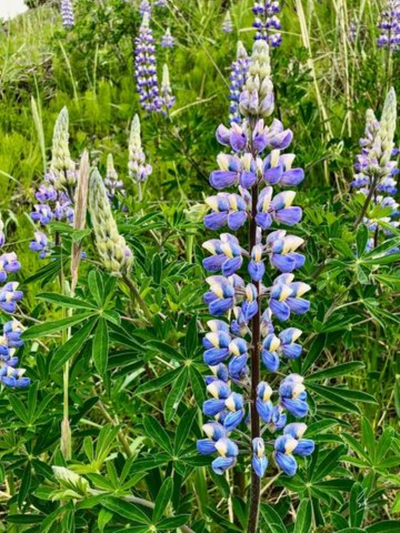 Lupine Bracelet