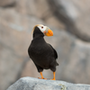 Tufted Puffin Bracelet