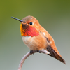 Rufous Hummingbird Bracelet